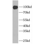 WB analysis of PC-3 cells, using ELF1 antibody (1/2000 dilution).