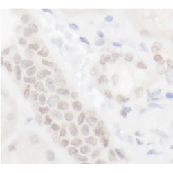 E74-Like Factor 1 (Ets Domain Transcription Factor) (ELF1) Antibody