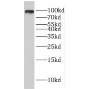 WB analysis of PC-3 cells, using ELF1 antibody (1/1000 dilution).