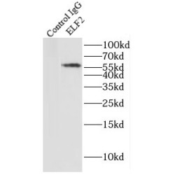 E74-Like Factor 2 (Ets Domain Transcription Factor) (ELF2) Antibody