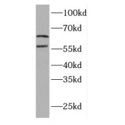 WB analysis of A2780 cells, using ELF2 antibody (1/500 dilution).