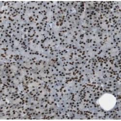 Ectoderm-Neural Cortex Protein 1 (ENC1) Antibody