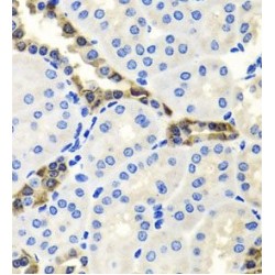 Endonuclease G (ENDOG) Antibody