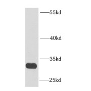 WB analysis of HeLa cells, using ENDOG antibody (1/1000 dilution).