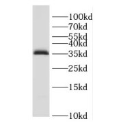 WB analysis of HL-60 cells, using ENOPH1 antibody (1/300 dilution).