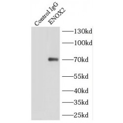 Ecto-NOX Disulfide-Thiol Exchanger 2 (ENOX2) Antibody