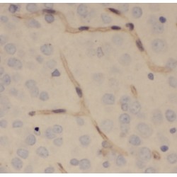 Ectonucleotide Pyrophosphatase/Phosphodiesterase 4 (ENPP4) Antibody