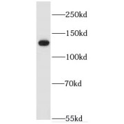 WB analysis of human placenta tissue, using Entactin antibody (1/200 dilution).