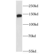 WB analysis of HeLa cells, using EPB41L2 antibody (1/800 dilution).