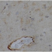 IHC-P analysis of human brain tissue, using EPHA6 Antibody (1/50 dilution).