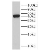 WB analysis of mouse small intestine tissue, using EPSTI1 antibody (1/300 dilution).