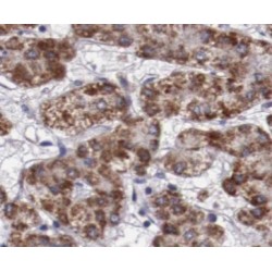 Endoplasmic Reticulum Aminopeptidase 2 (ERAP2) Antibody