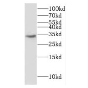 WB analysis of HepG2 cells, using ERGIC1 antibody (1/1500 dilution).