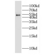 WB analysis of MCF-7 cells, using ERGIC3 antibody (1/5000 dilution).