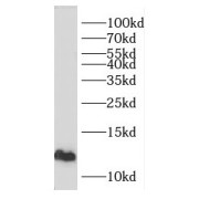 WB analysis of mouse testis tissue, using ERH antibody (1/300 dilution).