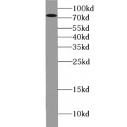 WB analysis of HepG2 cells, using PDIA4 antibody (1/500 dilution).