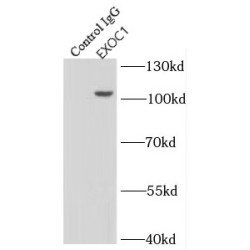 Exocyst Complex Component 1 (EXOC1) Antibody