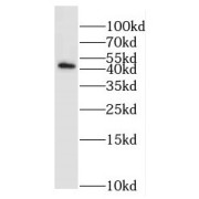 WB analysis of mouse cerebellum tissue, using EXOG antibody (1/500 dilution).