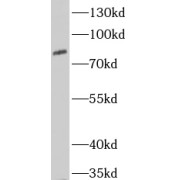 WB analysis of NIH/3T3 cells, using EXT2 antibody (1/1000 dilution).