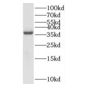 WB analysis of HeLa cells, using EXTL2 antibody (1/400 dilution).