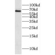 WB analysis of HepG2 cells, using EXTL3 antibody (1/600 dilution).