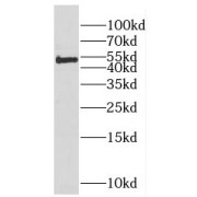 WB analysis of human placenta tissue, using F7 antibody (1/300 dilution).