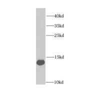 WB analysis of mouse liver tissue, using FABP1 antibody (1/1000 dilution).