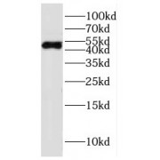 WB analysis of L02 cells, using FADS3 antibody (1/300 dilution).