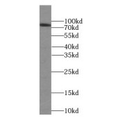 WB analysis of HEK-293 cells, using FAF1 antibody (1/1000 dilution).