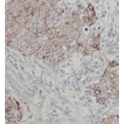 Family With Sequence Similarity 117, Member B (FAM117B) Antibody