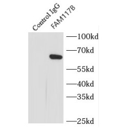 Family With Sequence Similarity 117, Member B (FAM117B) Antibody