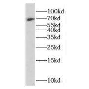 WB analysis of HeLa cells, using FAM117B antibody (1/1000 dilution).