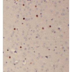 Family With Sequence Similarity 118, Member B (FAM118B) Antibody