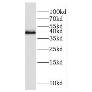 WB analysis of HeLa cells, using FAM118B antibody (1/500 dilution).