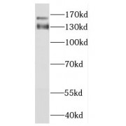WB analysis of HT-1080 cells, using FAM129A antibody (1/500 dilution).