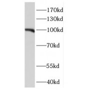 WB analysis of NIH/3T3 cells, using FAM129B antibody (1/1000 dilution).