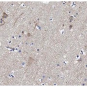 IHC-P analysis of human brain tissue, using FAM19A5 Antibody (1/50 dilution).