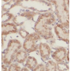 Family With Sequence Similarity 20, Member C (FAM20C) Antibody