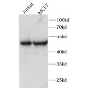 WB analysis of various lysates, using FAM20C antibody (1/600 dilution).
