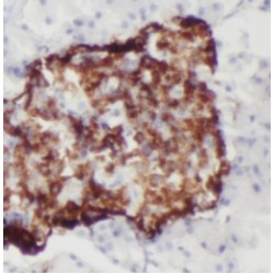 Protein FAM3C (FAM3C) Antibody