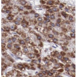 Protein FAM3C (FAM3C) Antibody