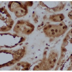 Family With Sequence Similarity 92 Member A1 (CIBAR1) Antibody