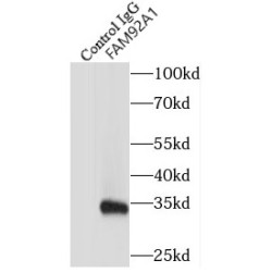 Family With Sequence Similarity 92 Member A1 (CIBAR1) Antibody