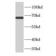 WB analysis of K-562 cells, using FARSB antibody (1/500 dilution).