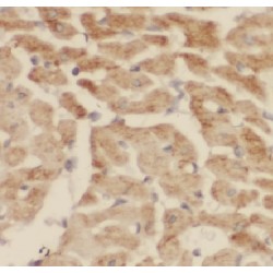 F-Box Protein 17 (FBXO17) Antibody