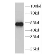 WB analysis of HEK-293 cells, using FBXW2 antibody (1/600 dilution).