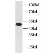 WB analysis of HEK-293 cells, using FCHSD1 antibody (1/1000 dilution).