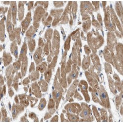 Fem-1 Homolog C (C. Elegans) (FEM1C) Antibody