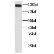 WB analysis of NIH/3T3 cells, using FER antibody (1/1000 dilution).