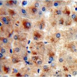 Fetuin-B (FETUB) Antibody